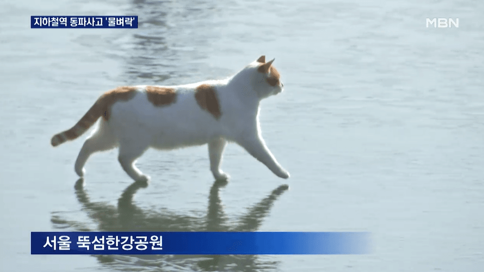 [아카데믹 인사이트] '갈테야·하룰라라' 뉴스 제목 된 밈...저널리즘 문... - 뉴스 썸네일 이미지